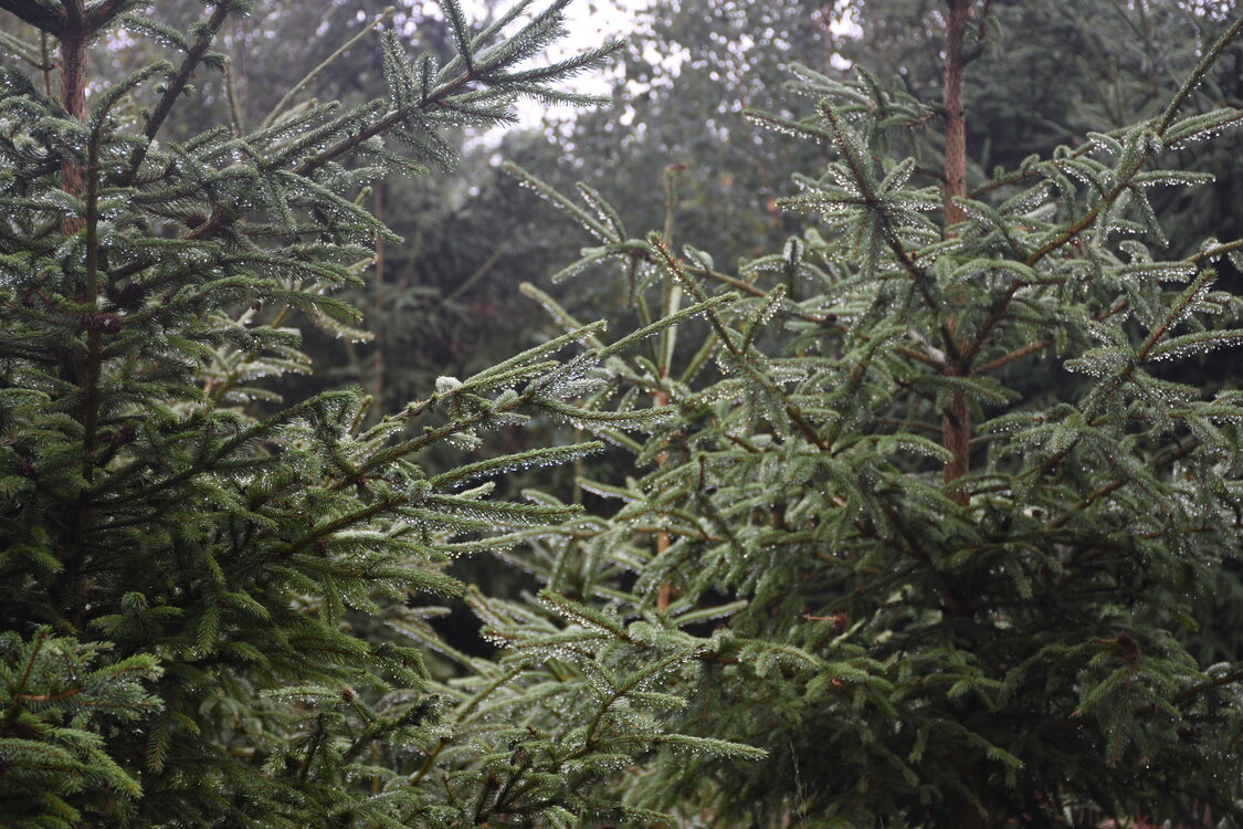 DSC_6437.JPG