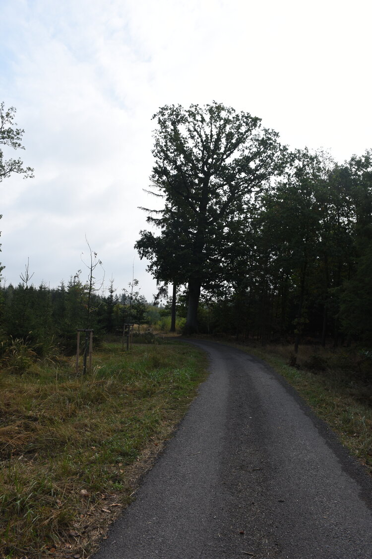 DSC_6456.JPG