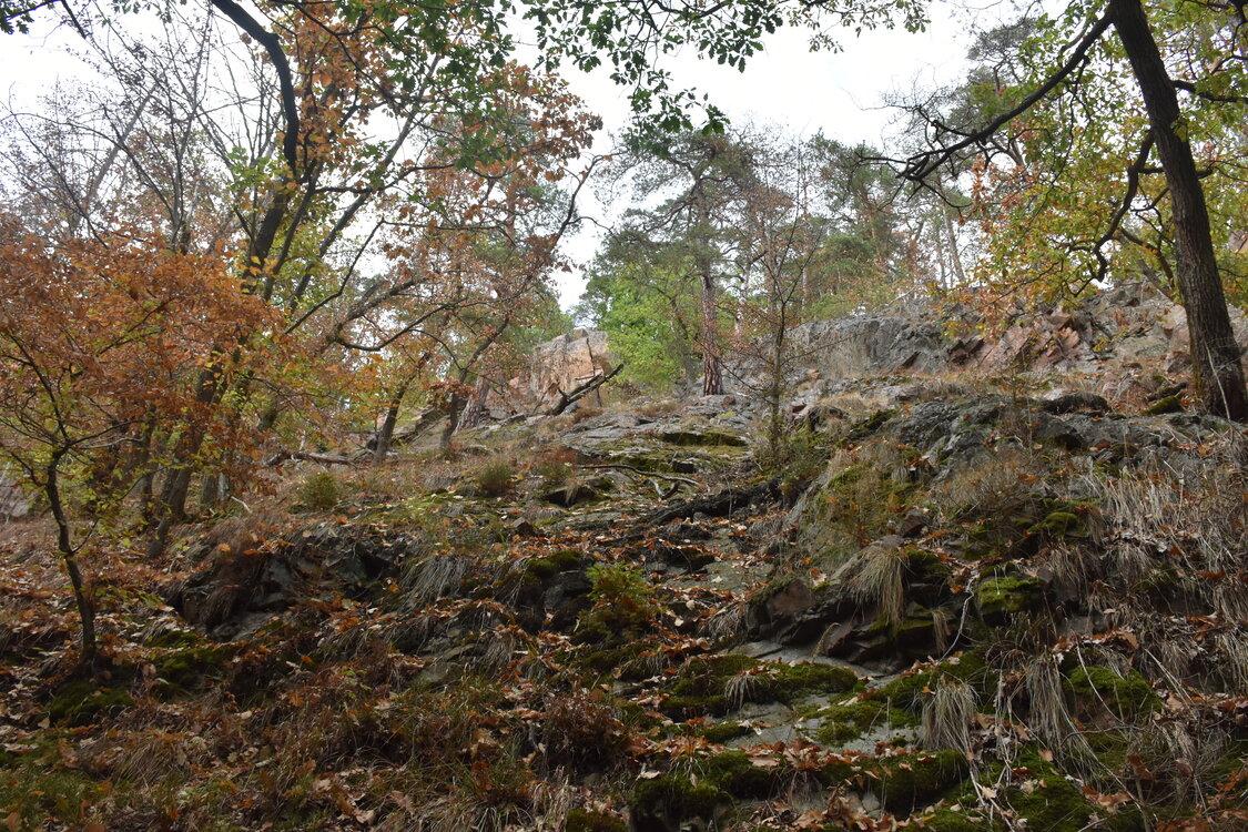 DSC_6505.JPG