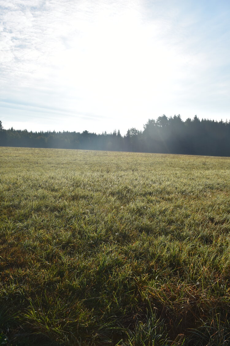 DSC_6527.JPG