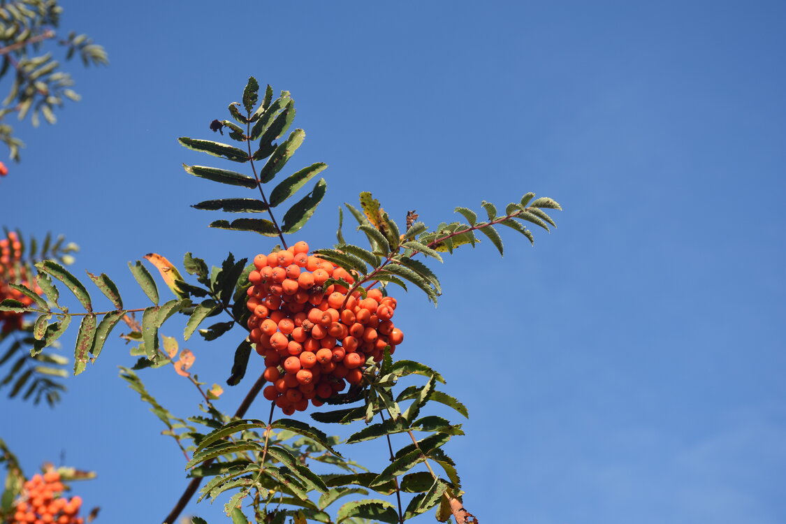 DSC_6532.JPG