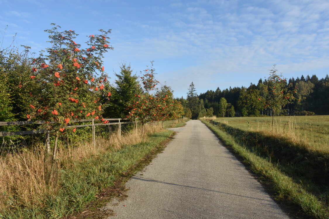 DSC_6533.JPG