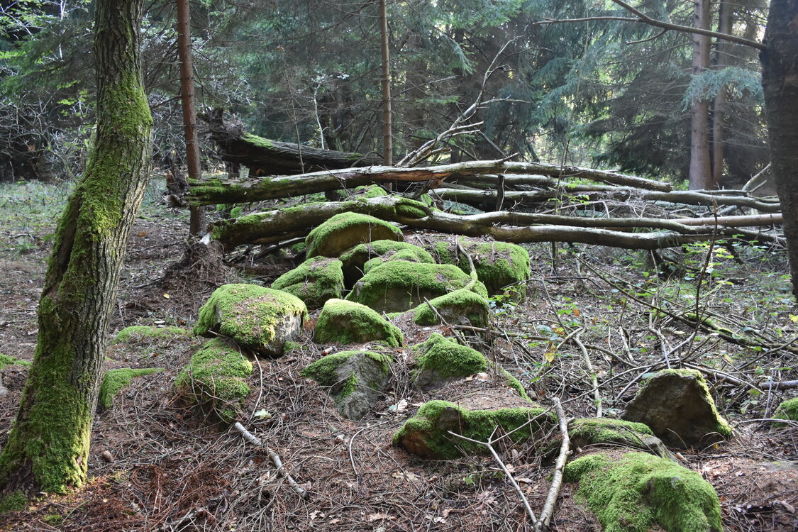 DSC_6555.JPG
