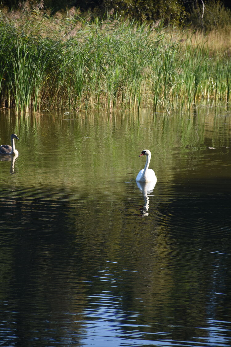 DSC_6571.JPG