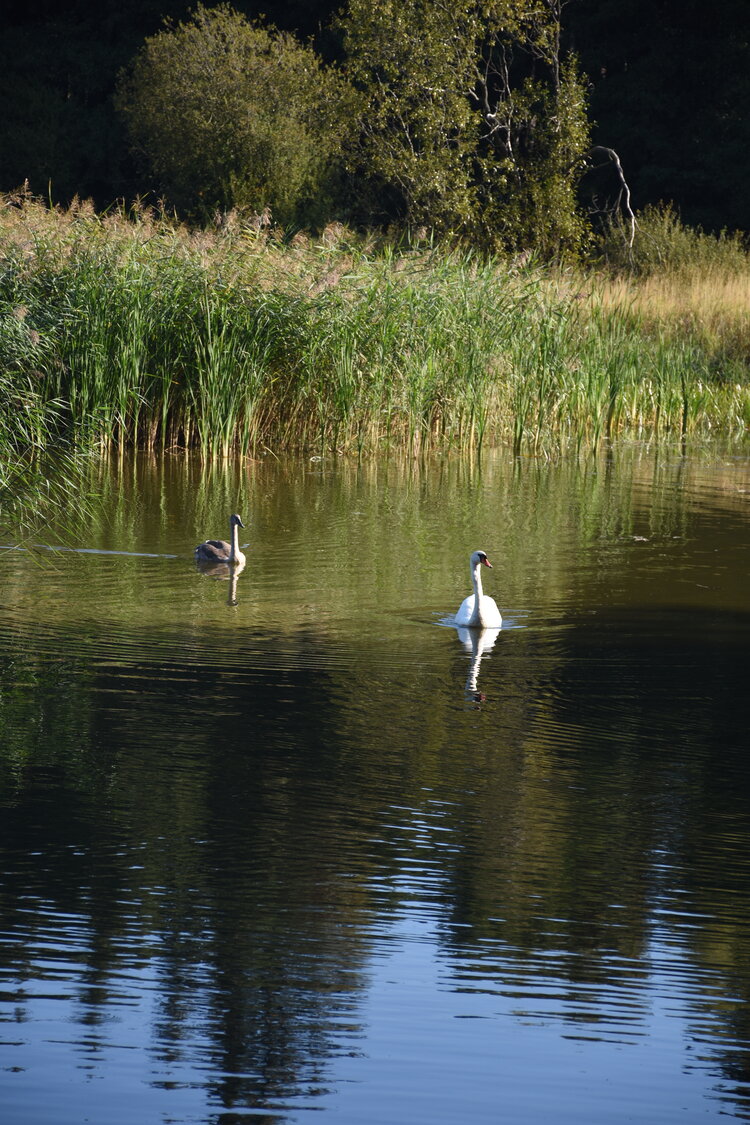 DSC_6572.JPG