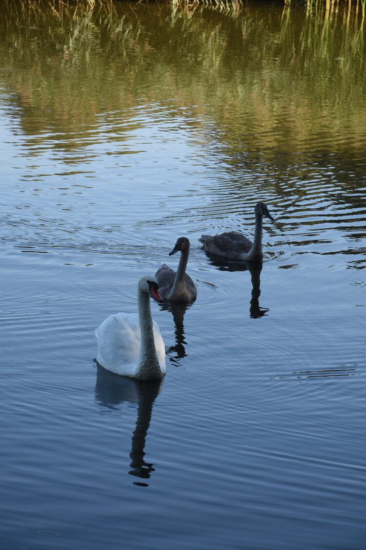 DSC_6575.JPG