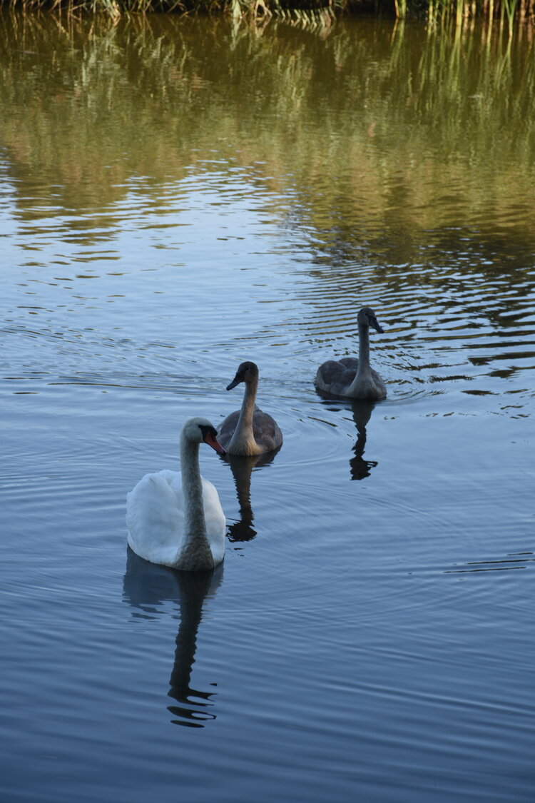 DSC_6576.JPG