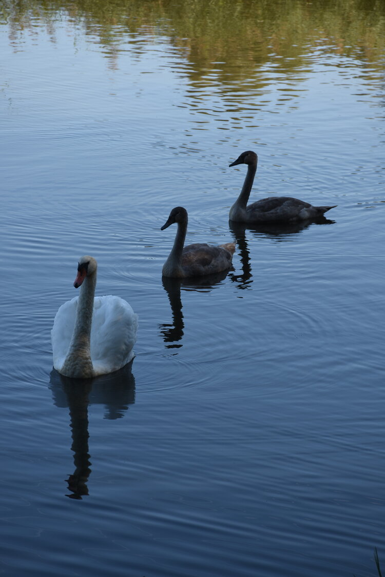 DSC_6577.JPG