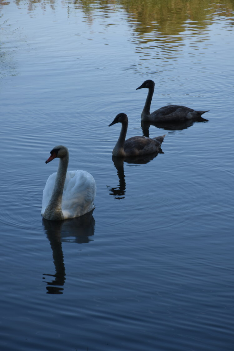 DSC_6578.JPG