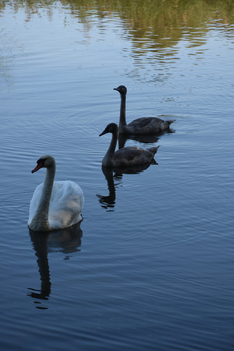 DSC_6579.JPG