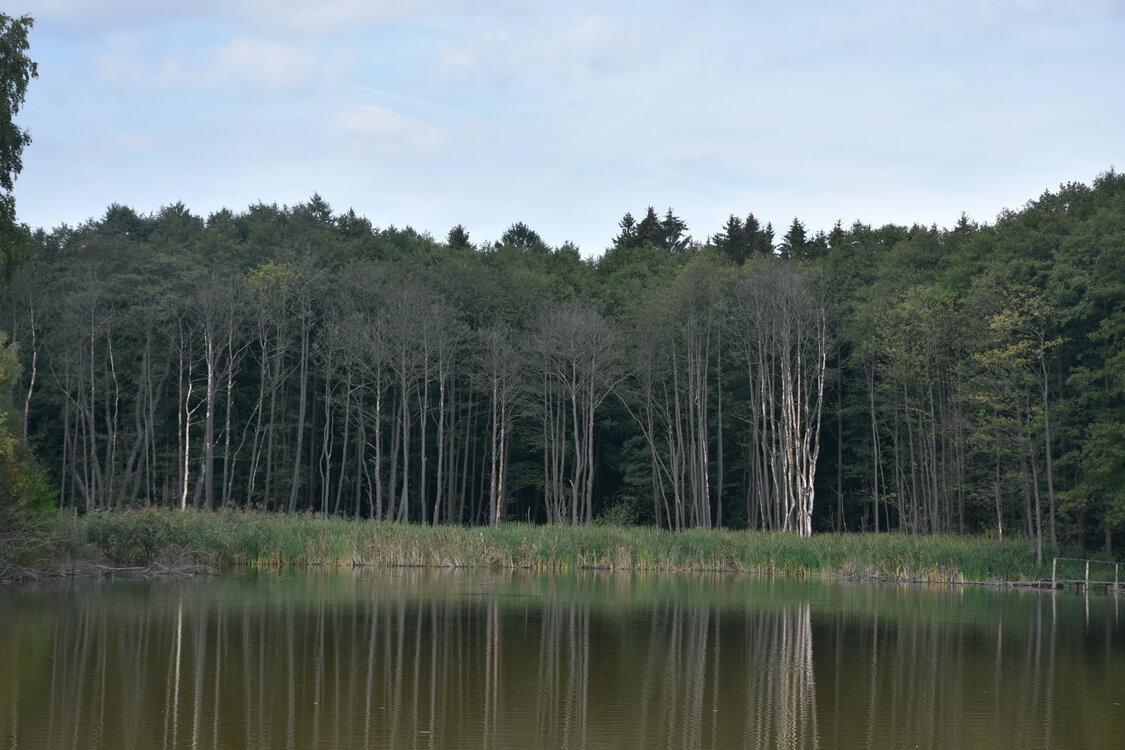 DSC_6593.JPG