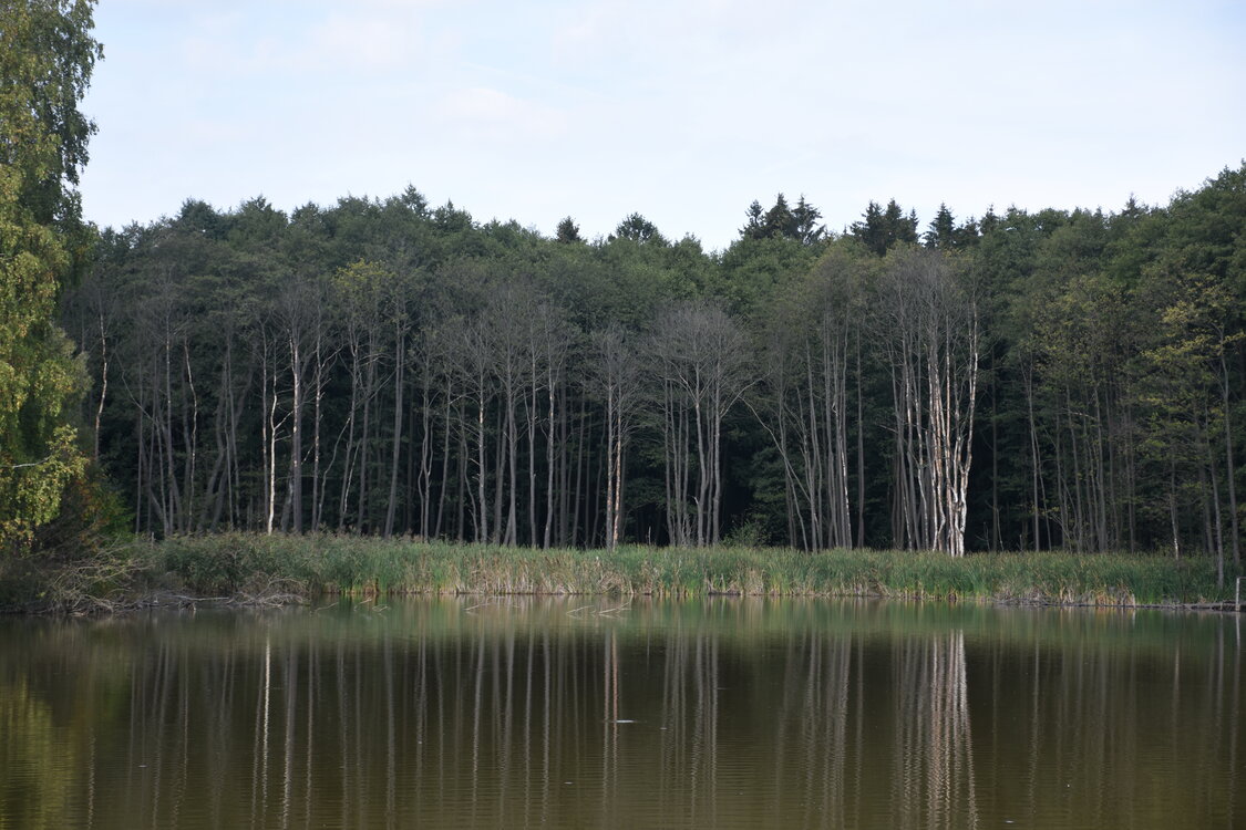 DSC_6595.JPG