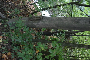 DSC_6488.JPG