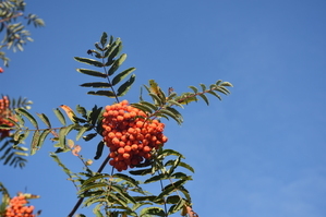 DSC_6532.JPG