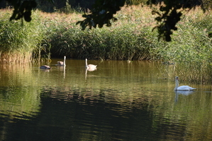 DSC_6568.JPG