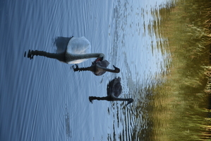 DSC_6575.JPG